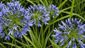 Ensure Exceptional Blooms For Your Agapanthus With These Two Easy Tips.jpeg